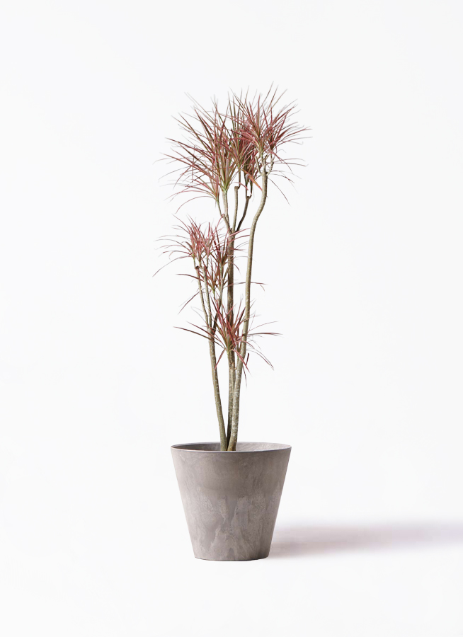 観葉植物 ドラセナ コンシンネ レインボー 8号 ストレート