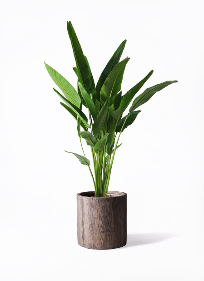 観葉植物 旅人の木 10号 キューブ ラテルストーン 付き | 観葉