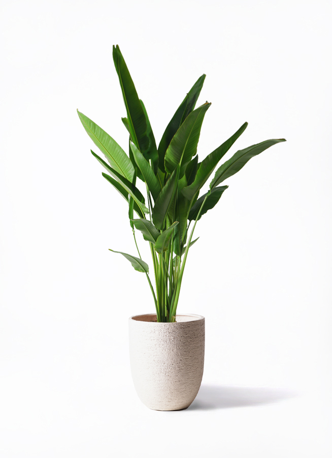 観葉植物 旅人の木 10号 キューブ ラテルストーン 付き | 観葉