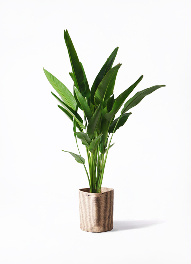 観葉植物 旅人の木 10号 キューブ ラテルストーン 付き | 観葉植物なら