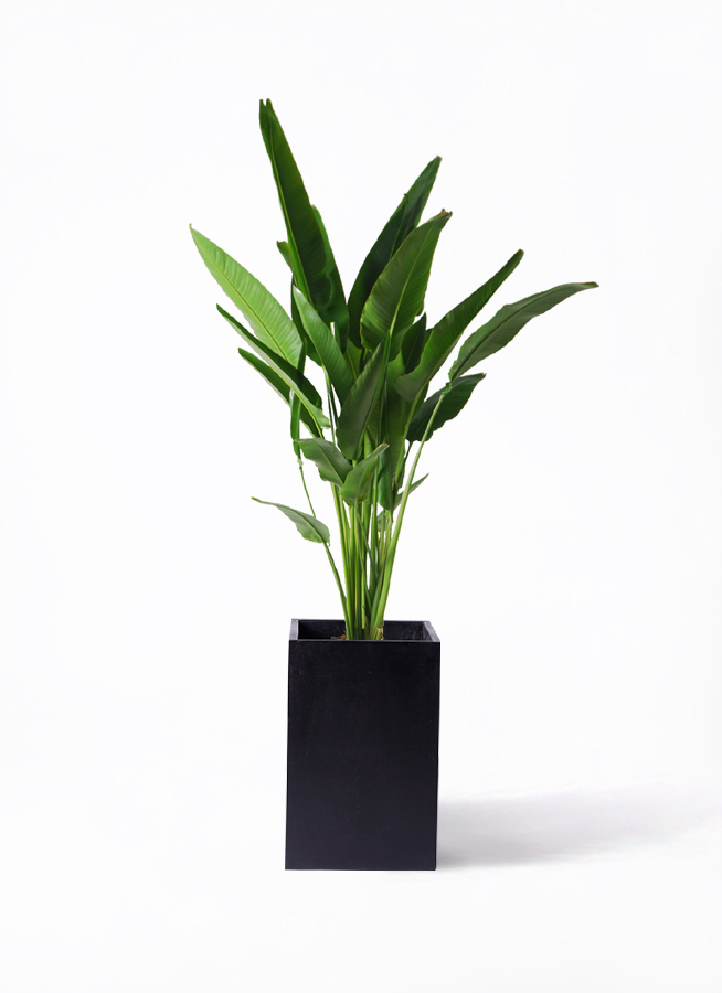 観葉植物 旅人の木 10号 プラスチック鉢 | 観葉植物ならHitoHana(ひとはな)