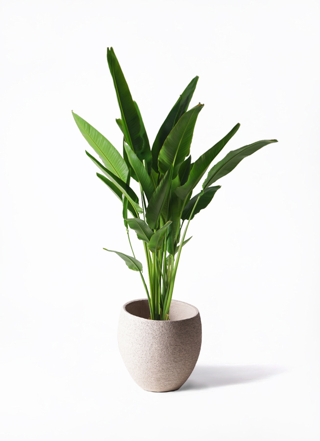 【クーポン使用可】旅人の木　13節　形綺麗 10%offクーポン使用可】旅人の木 13節 超綺麗 ライト付属品有り