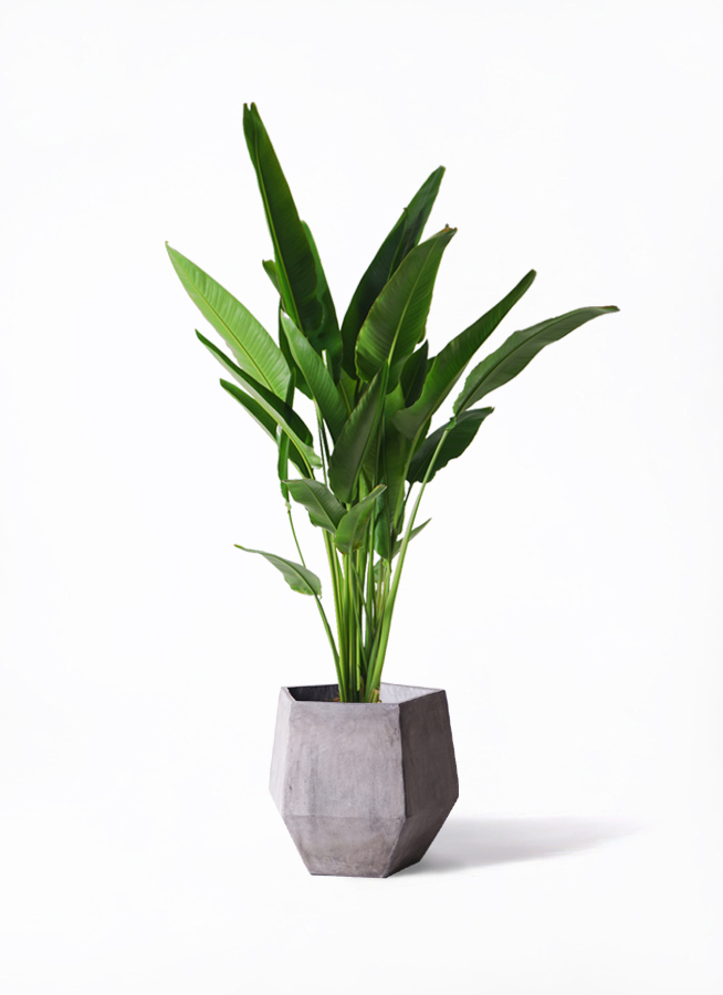 観葉植物 旅人の木 10号 ビアスソリッド ブラック 付き | 観葉植物なら