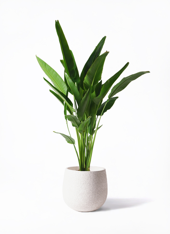 【てるてる坊主 様】専用ページ 旅人の木 旅人の木 | Fleur D'Alice