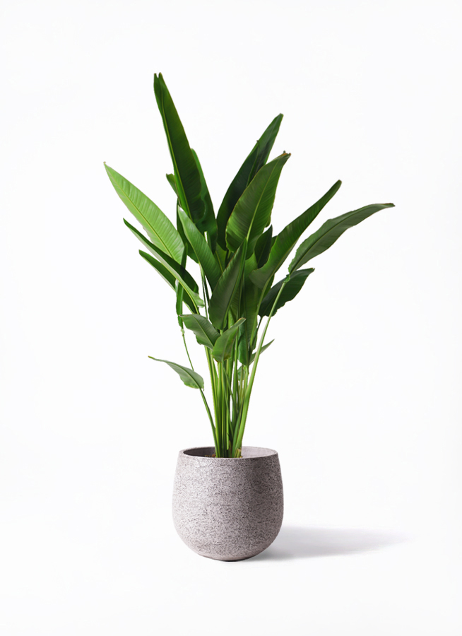 【送料込】旅人の木10節⑧ 送料込】旅人の木10節⑧ lsp-023-768x1024.jpg