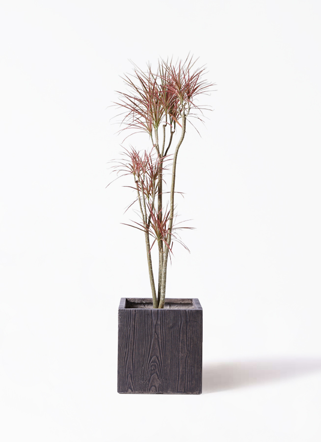 観葉植物 ドラセナ コンシンネ レインボー 8号 ストレート