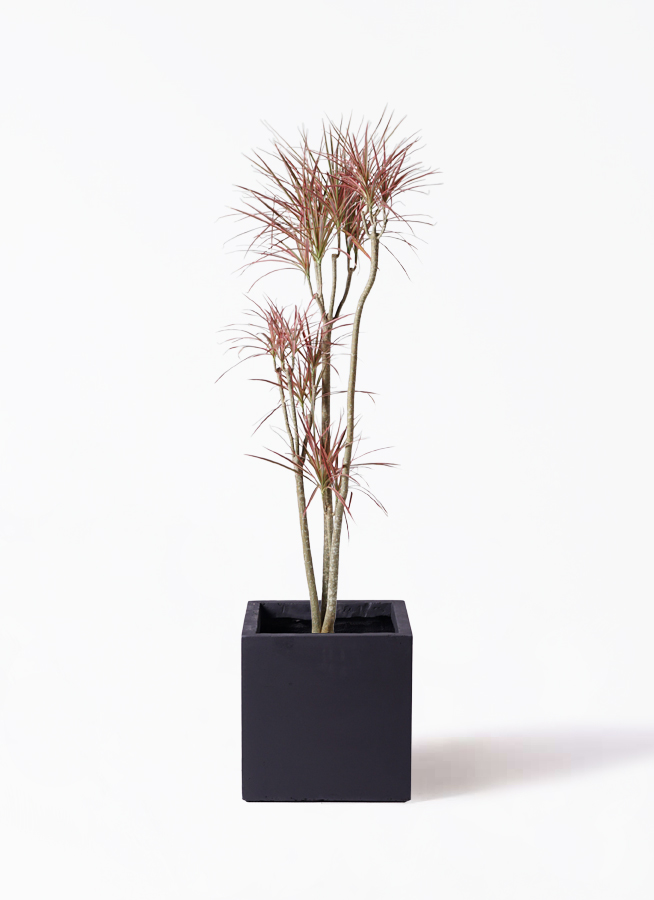 観葉植物 ドラセナ コンシンネ レインボー 8号 ストレート ベータ