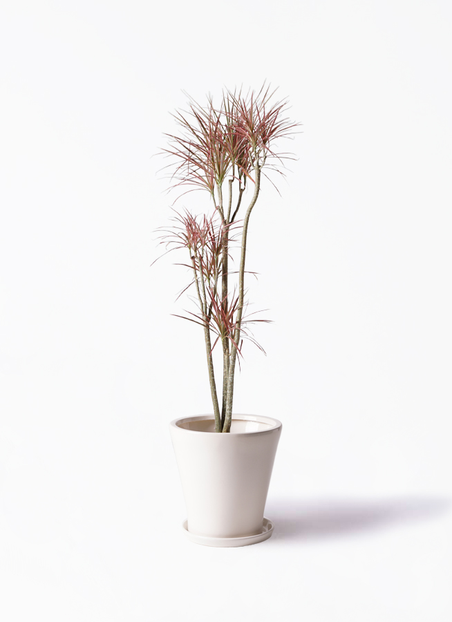 観葉植物 ドラセナ コンシンネ レインボー 8号 ストレート リブ