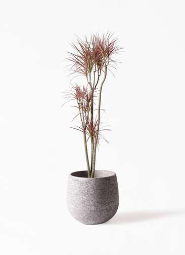観葉植物 ドラセナ コンシンネ レインボー 8号 ストレート エコ