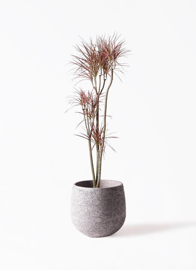 観葉植物 ドラセナ コンシンネ レインボー 8号 ストレート