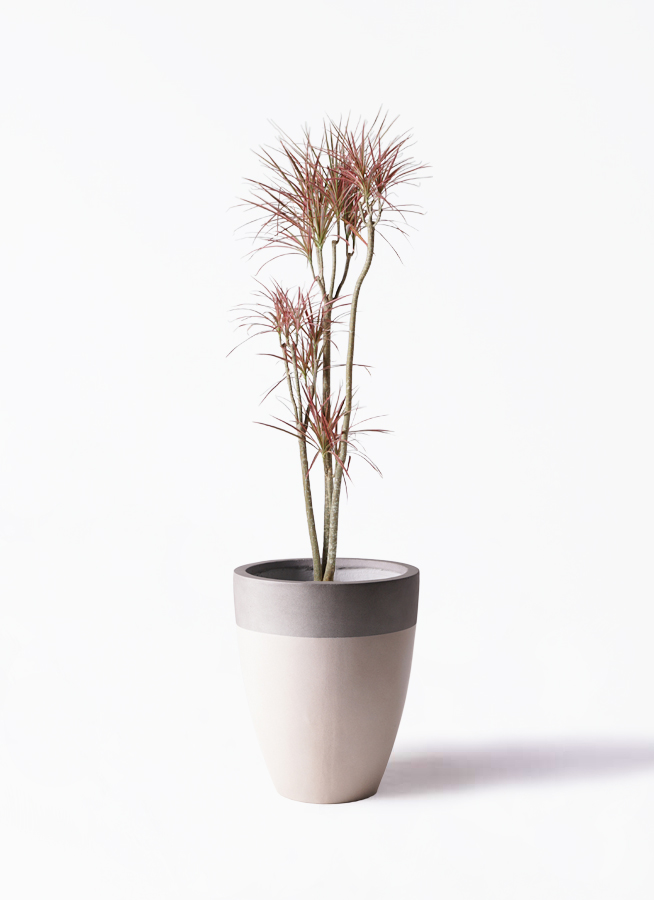 ドラセナ コンシンネ レインボー | 観葉植物通販HitoHana(ひとはな)