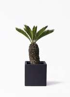 ⑧　ソテツ　８号　美形　最高等級 ⑧ ソテツ 8号 美形 最高等級 ⑧ ソテツ 8号 美形 最高等級