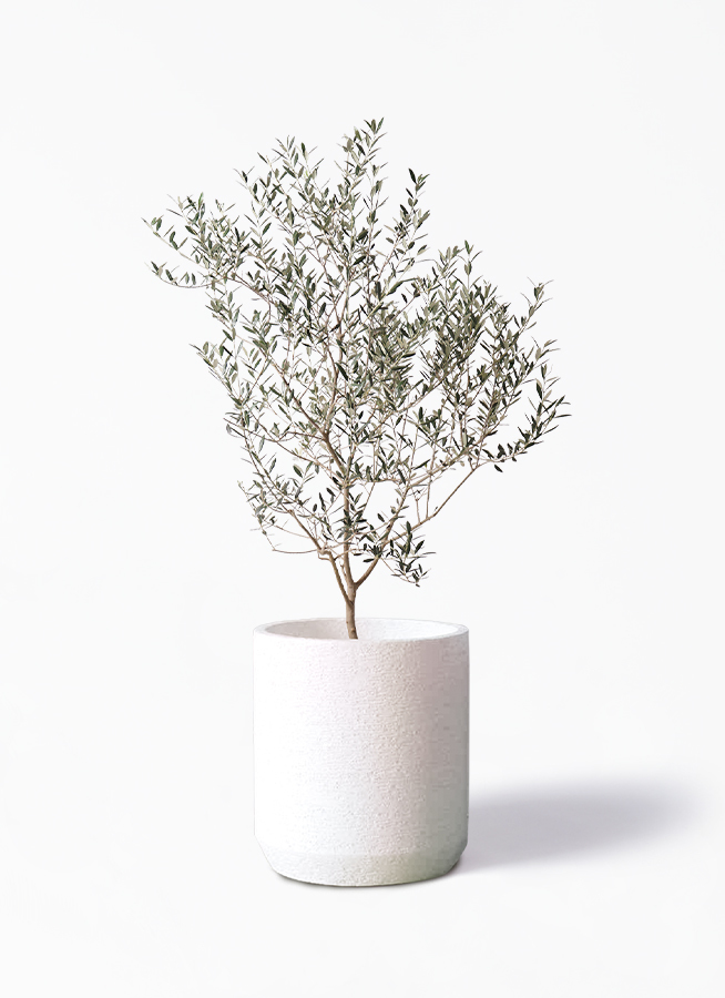 観葉植物 オリーブの木 8号 カヨンヌ Eco Stone エコストーン シリンダータイプ White 付き 観葉植物ならhitohana ひとはな