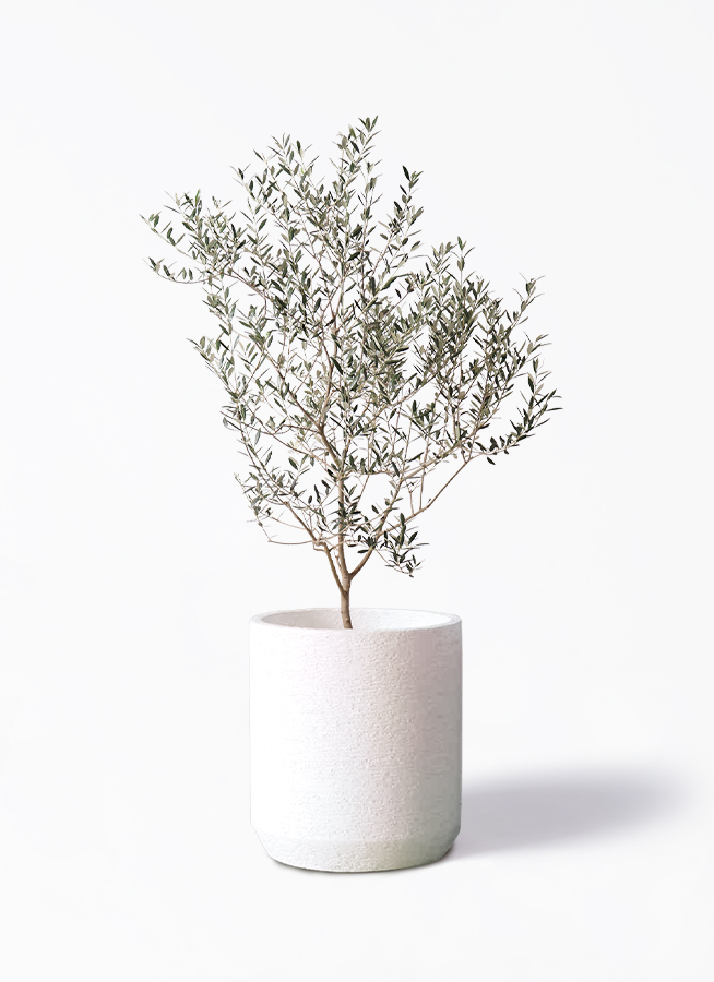 小倉園のオリーブ カヨンヌ | 観葉植物ならHitoHana（ひとはな）