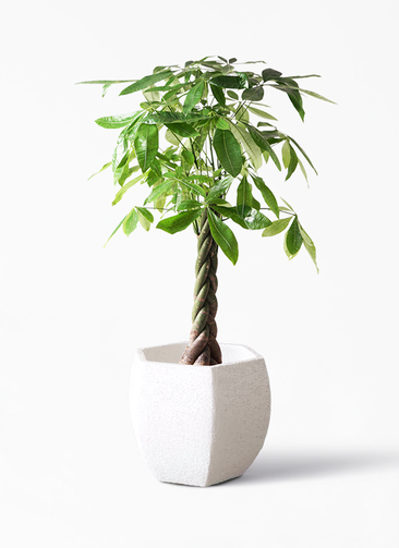 pachira-1111_1.jpg?1639530707