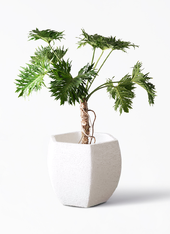 観葉植物 フィロデンドロン 8号 セローム ヒトデカズラ 根あがり Eco