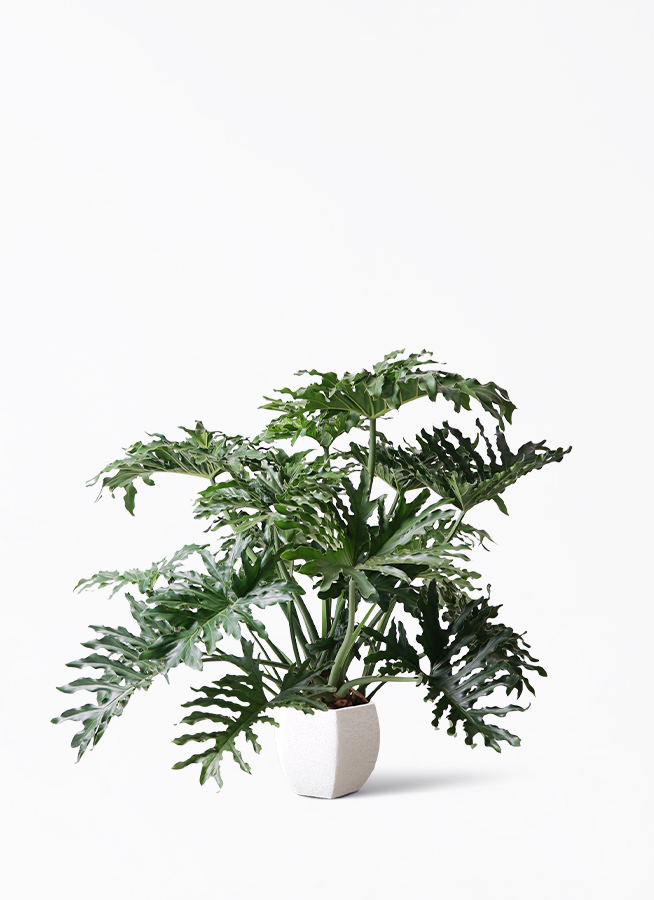 セローム　ヒトデカズラ　巨大な観葉植物　（今週いっぱい） セローム ヒトデカズラ 大型 | 観葉植物通販HitoHana(ひとはな)