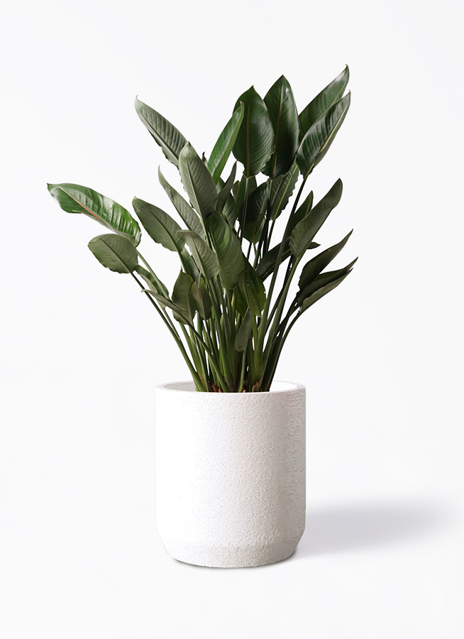 観葉植物 ストレリチア レギネ 10号 ストレリチア・レギネ 10号サイズ【ツリーポット（鉢カバー