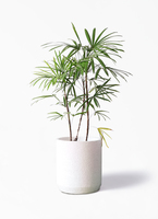 観葉植物 シュロチク（棕櫚竹） 8号 Eco Stone（エコストーン