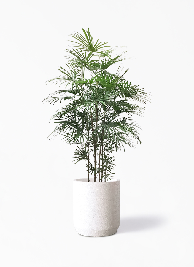 観葉植物 ウンナンシュロチク 雲南棕櫚竹 10号 Eco Stone エコストーン シリンダータイプ White 付き 観葉植物ならhitohana ひとはな
