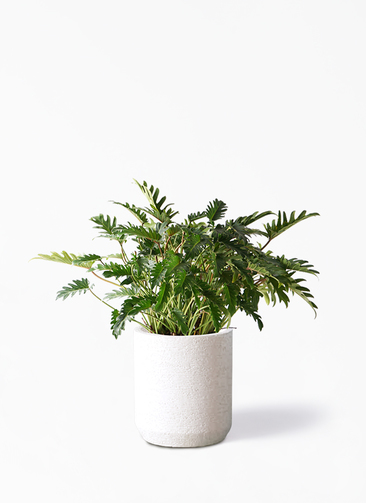 観葉植物 フィロデンドロン 7号 オージー(クッカバラ) Eco Stone 観葉植物 フィロデンドロン 7号 オージー(クッカバラ) Eco Stone