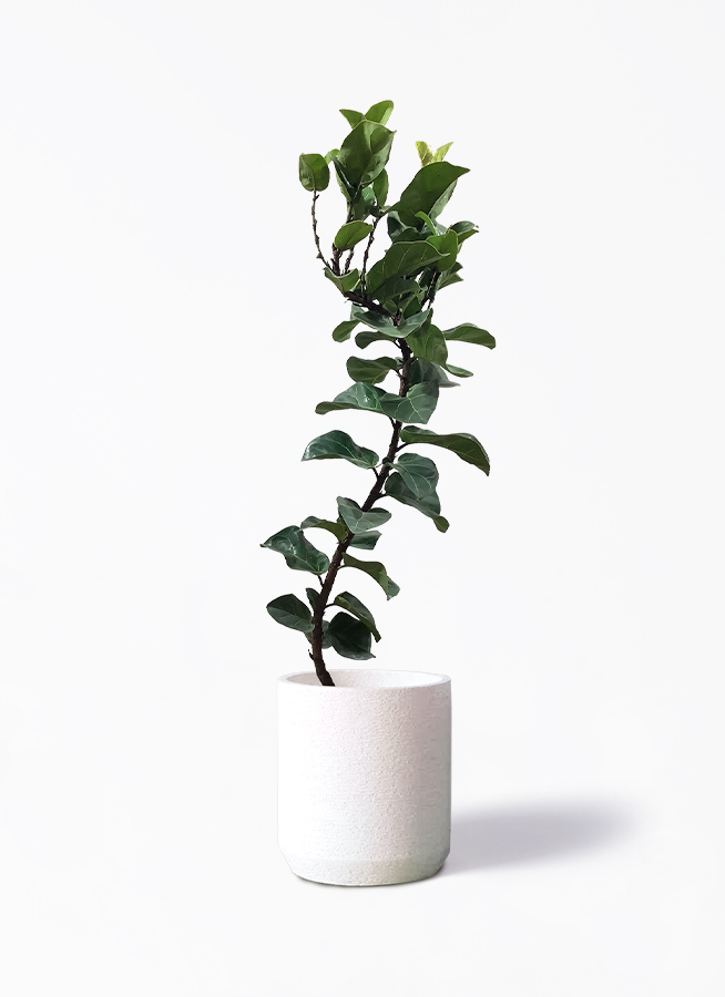 観葉植物 カシワバゴム バンビーノ 8号 曲がり Eco Stone（エコ