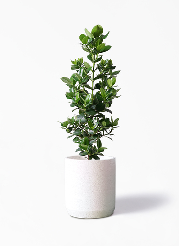 観葉植物 クルシア ロゼア プリンセス 8号 Eco Stone（エコストーン