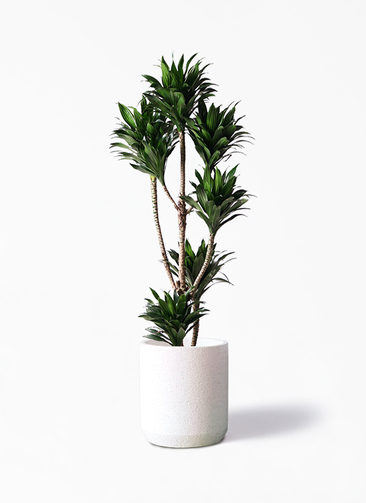 dracaena-compacta-261_1.jpg?