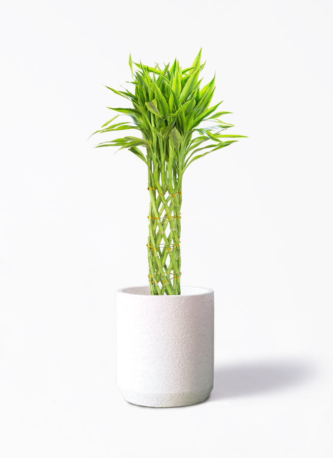 ミリオンバンブーご確認用 Amazon.co.jp: 【縁起の良い贈り物・ご自宅用にも】ハイドロ