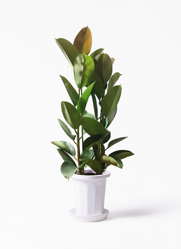 観葉植物 フィカス ロブスター 8号 ストレート プラスチック鉢 | 観葉