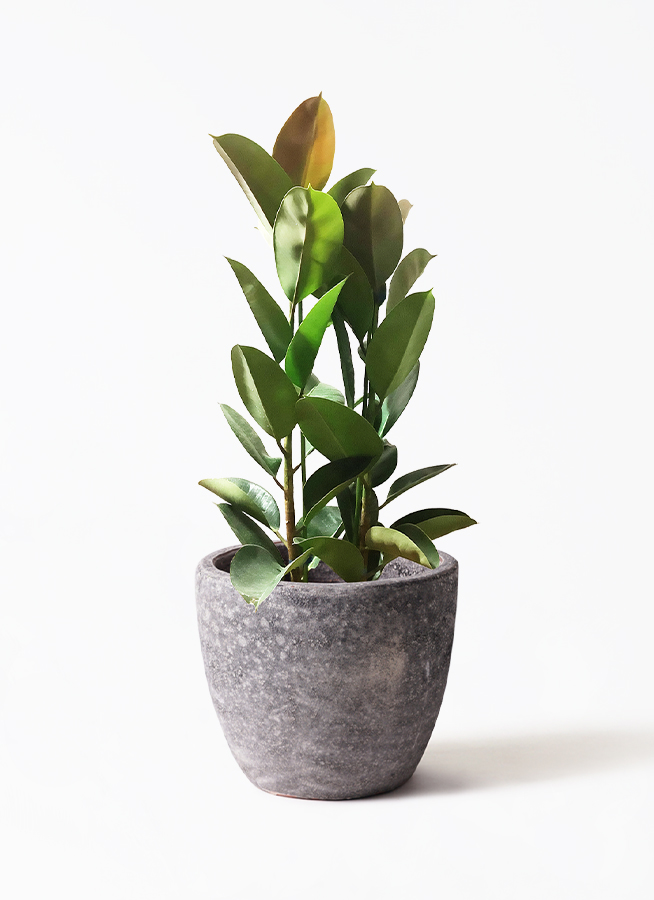 観葉植物 フィカス ロブスター 8号 ストレート プベータ キューブ