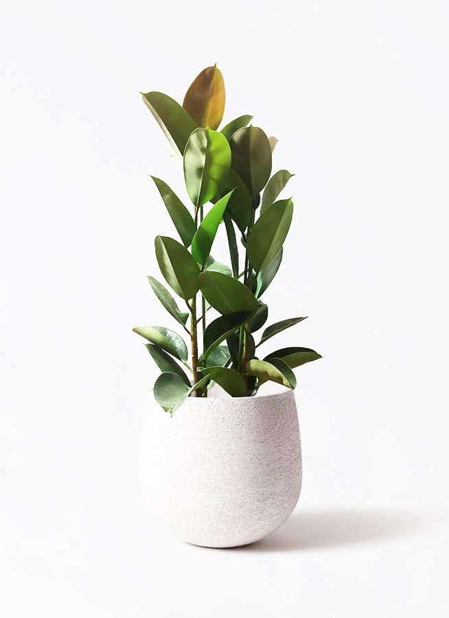 観葉植物 フィカス ロブスター 8号 ストレート プラスチック鉢 | 観葉