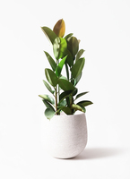 ficus-robusta-219_1.jpg?1641947087