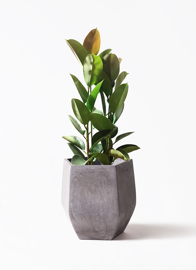 観葉植物 フィカス ロブスター 8号 ストレート プベータ キューブ