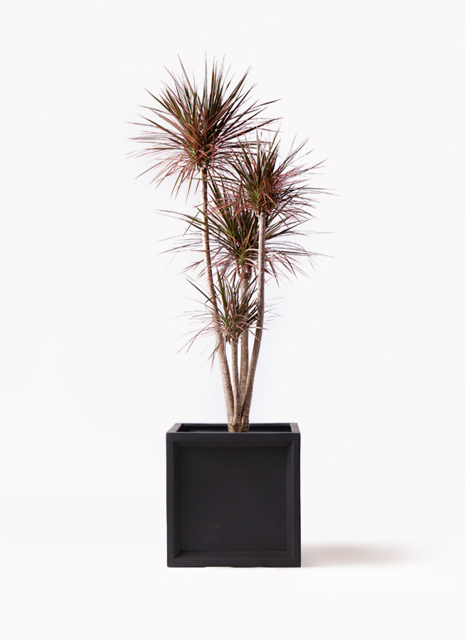 観葉植物 ドラセナ コンシンネ レインボー 10号 ストレート