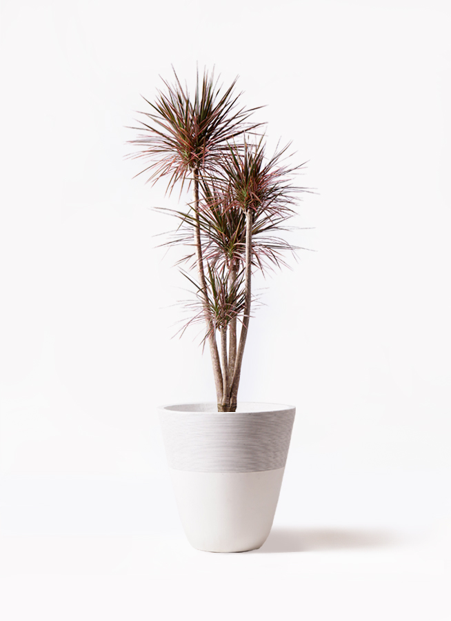 観葉植物 ドラセナ コンシンネ レインボー 10号 ストレート
