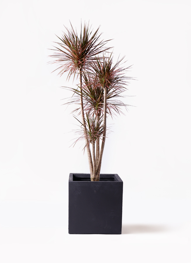 観葉植物 ドラセナ コンシンネ レインボー 10号 ストレート ベータ