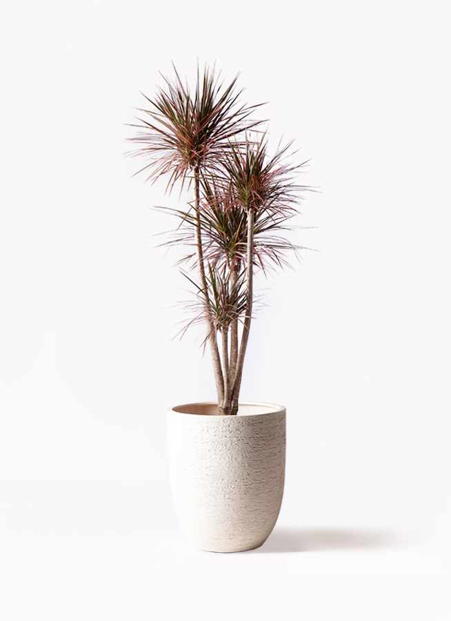 観葉植物 ドラセナ コンシンネ レインボー 10号 ストレート