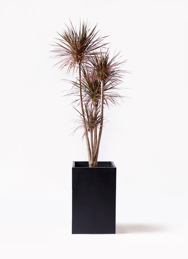 観葉植物 ドラセナ コンシンネ レインボー 10号 ストレート