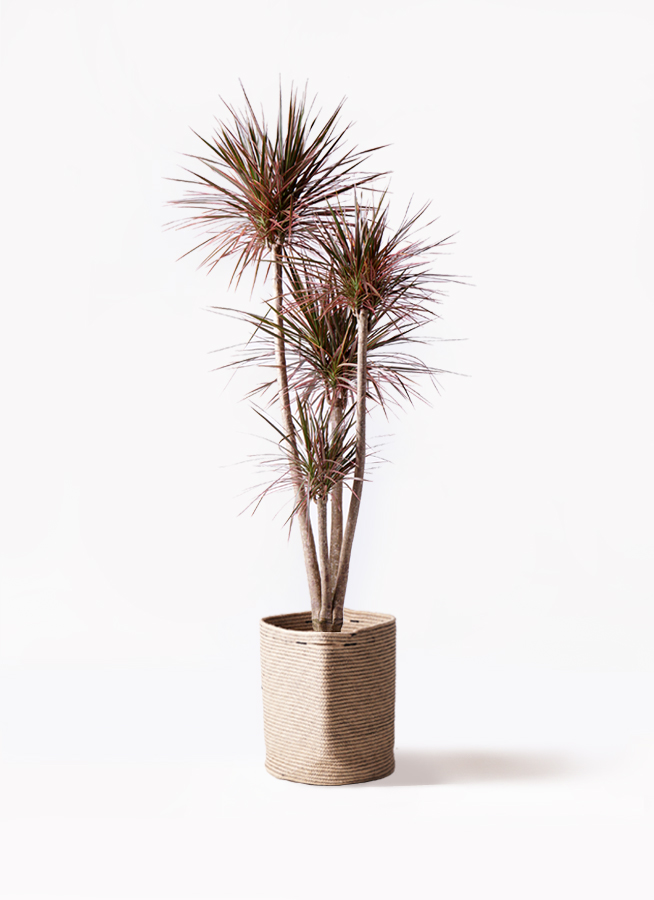 観葉植物 ドラセナ コンシンネ レインボー 10号 ストレート 竹
