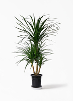 観葉植物 ドラセナ カンボジアーナ 10号 プラスチック鉢 | 観葉 観葉植物 ドラセナ カンボジアーナ 10号 プラスチック鉢 | 観葉