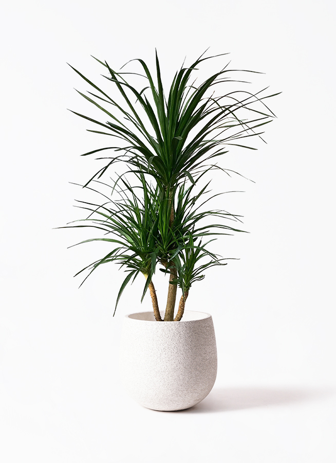 観葉植物 ドラセナ カンボジアーナ 10号 プラスチック鉢 | 観葉植物