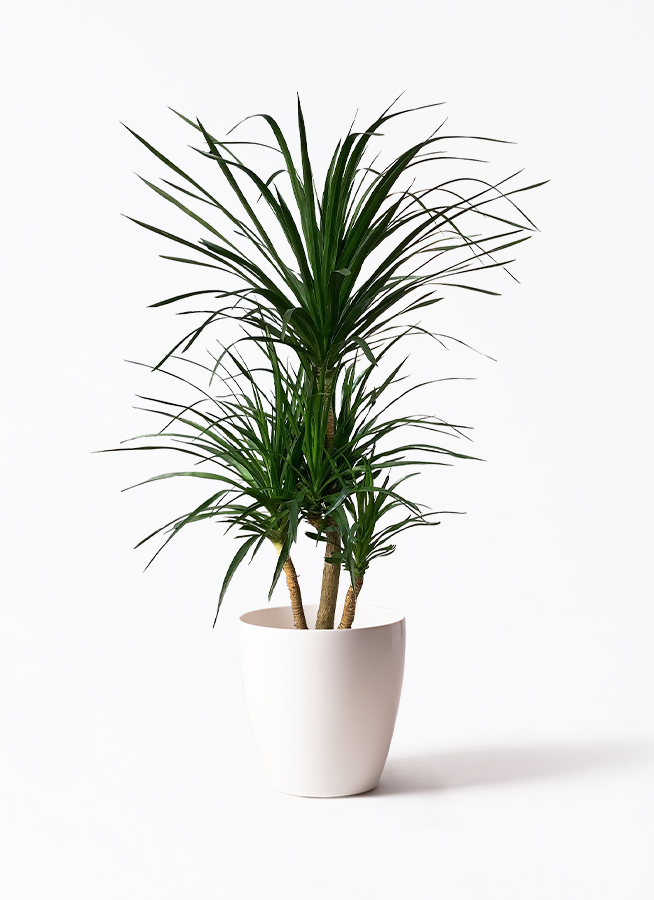 観葉植物 ドラセナ カンボジアーナ 10号 プラスチック鉢 | 観葉