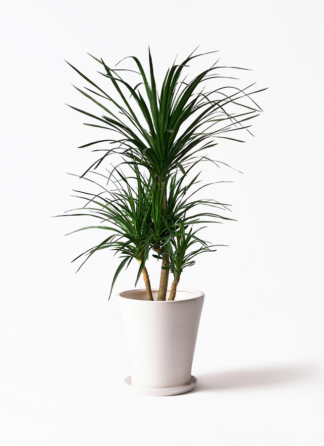 観葉植物 ドラセナ カンボジアーナ 10号 プラスチック鉢 | 観葉植物