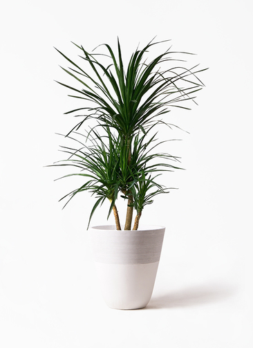 稲*葉様 ドラセナ・カンボジアーナ 葉先120cm白鉢付き 観葉植物 稲*葉様 ドラセナ・カンボジアーナ 葉先120cm白鉢付き 観葉植物 宝石