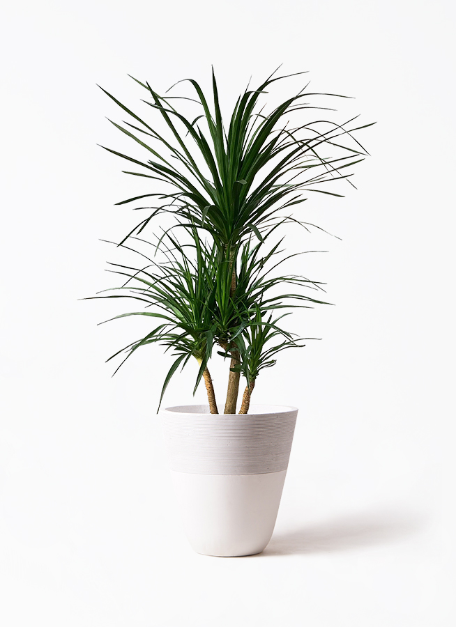 観葉植物 ドラセナ カンボジアーナ 10号 ジュピター 白 付き
