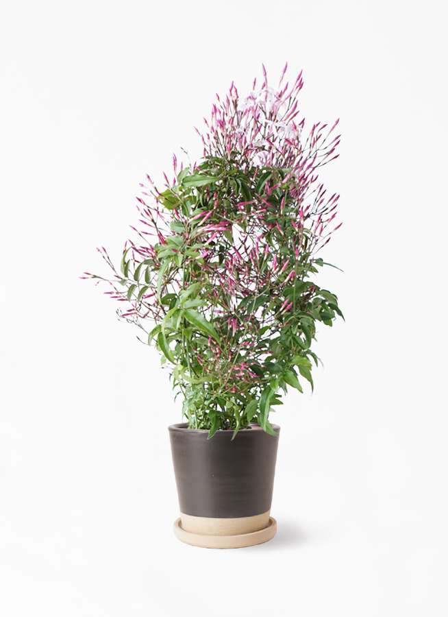 観葉植物 ハゴロモジャスミン 4号 マット グレーズ テラコッタ ブラック 付き 観葉植物ならhitohana ひとはな