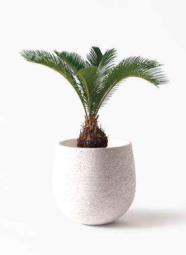 観葉植物 ソテツ 6号 プラスチック鉢 | 観葉植物ならHitoHana