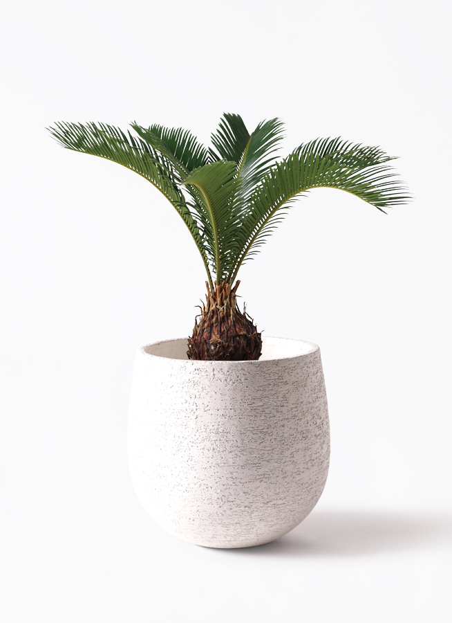 ソテツ 観葉植物 60cm 楽天市場】蘇鉄 (ソテツ) 60cm Good Style 苗 観葉植物 : 苗木部