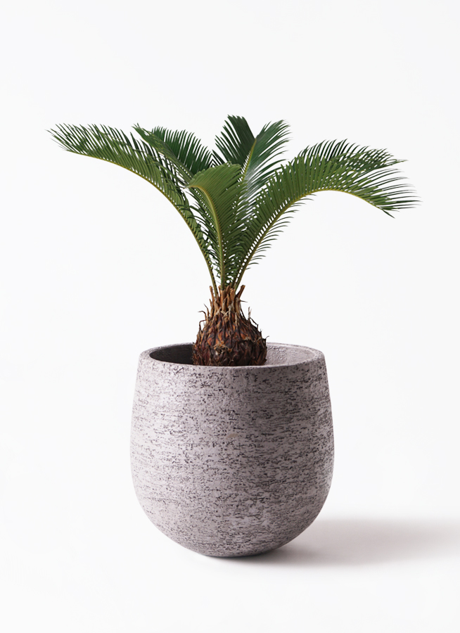 楽天市場】蘇鉄 (ソテツ) 60cm Good Style 苗 観葉植物 : 苗木部